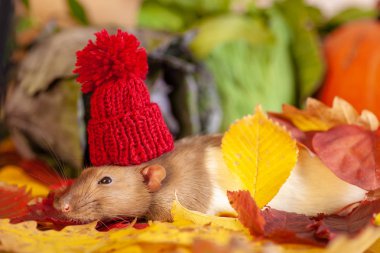 Kırmızı örgü şapkalı sıçan.