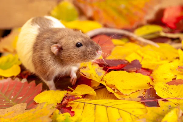 Ratto decorativo seduto su foglie autunnali colorate — Foto Stock