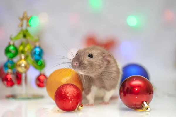 Ratto seduto a decorazioni natalizie colorate — Foto Stock