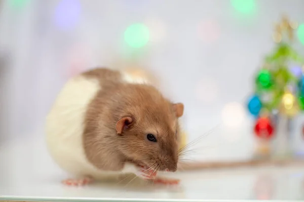 ラット座ってカラフルなクリスマス飾り — ストック写真