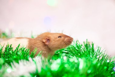 Rat renkli noel süslemeleri ve gülümsemeleriyle oturuyor.