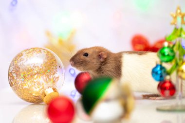 Rat renkli Noel süslemelerinde oturuyor