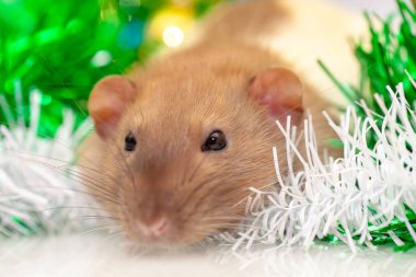 Rat renkli Noel süslemelerinde oturuyor