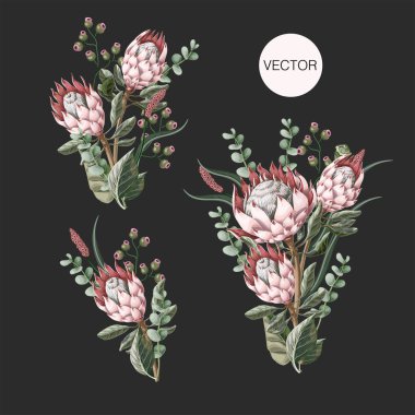 Protea çiçek, okaliptüs ve izole yaprakları ile buketleri ayarlayın. Vektör.