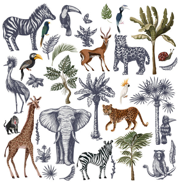 Big set with jungle animals in graphic style isolated. Vector.