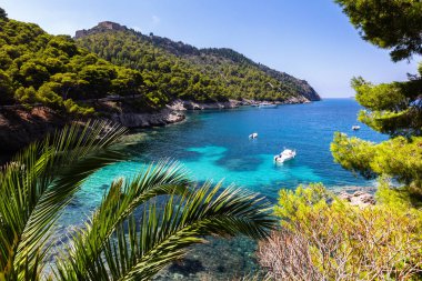 Yeşil orman ve masmavi su ile küçük koy