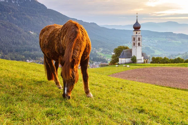 Cavalo Marrom Pastam Pela Igreja Tirolesa Pôr Sol Fotos De Bancos De Imagens