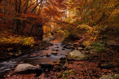 Orta Balkan Ulusal Parkı 'ndaki 