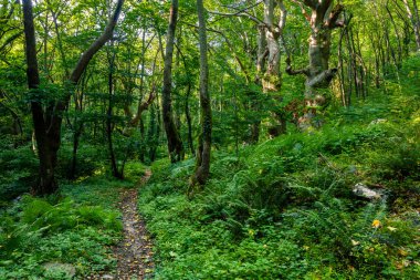 Kestane ve ağaçlarla yemyeşil.