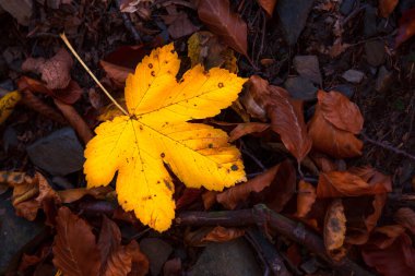 Nehir kenarındaki yeşillikte sarı yaprak