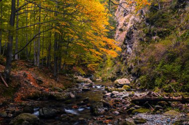 Sonbahar ormanında küçük bir nehir