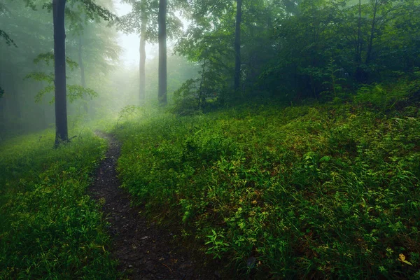 Sentier Dans Forêt Hêtres Brumeux — Photo