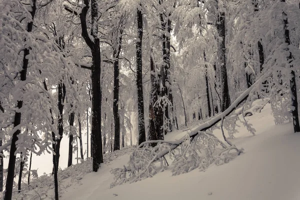 Bosque Hayas Cubierto Nieve Montaña Invierno — Foto de Stock