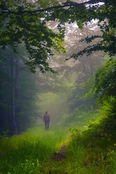 西巴尔干山脉的云雾山毛榉森林 — 图库照片