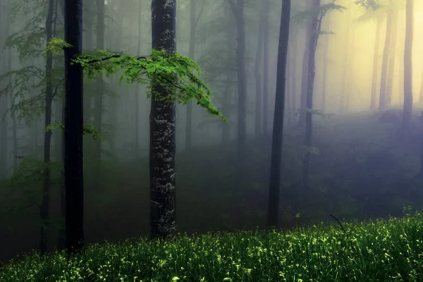 Misty Beech Forest Springtime — Stock Photo, Image