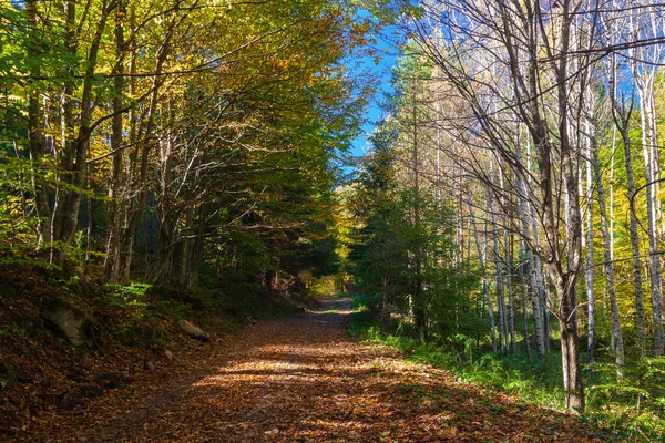 Route Travers Une Forêt Automne Ensoleillée Colorée — Photo