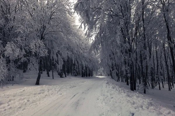 Estrada Uma Floresta Neve — Fotografia de Stock