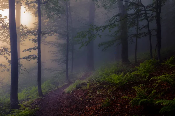 Foggy Gamla Bokskog Våren — Stockfoto