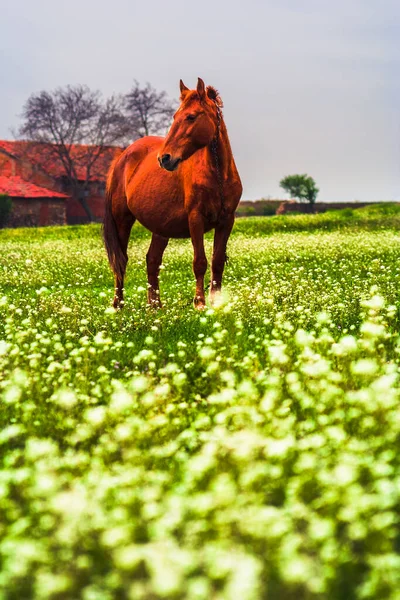 Pastoreio Cavalo Prado Verde Alcance Com Flores Brancas — Fotografia de Stock