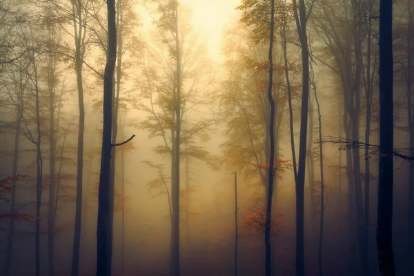 バルカン中央山脈の霧深い秋のブナの森 — ストック写真
