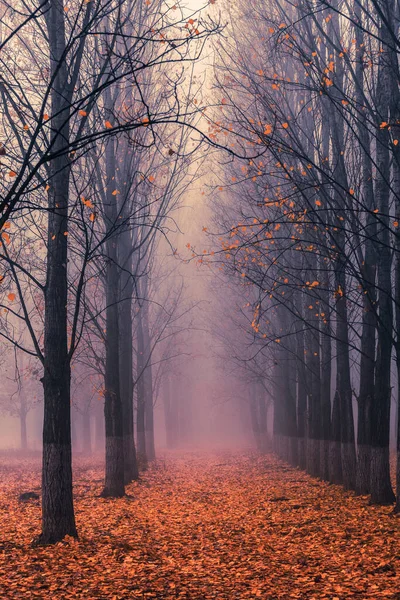 霧深い森のポプラの木のストレート列 — ストック写真