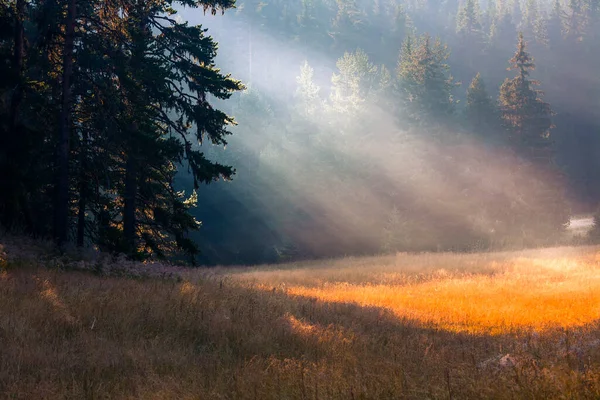 Pradera Soleada Iluminada Con Rayos Sol Por Mañana — Foto de Stock