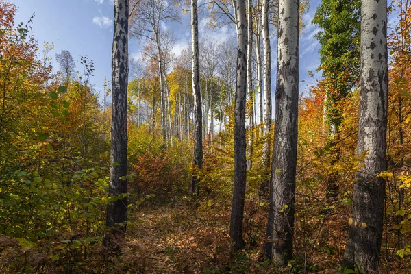 Vieille Forêt Dans Une Réserve Forestière Kupena — Photo