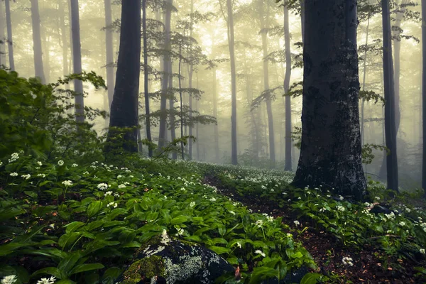 老雾蒙蒙的山毛榉森林里的一丛丛野花 — 图库照片