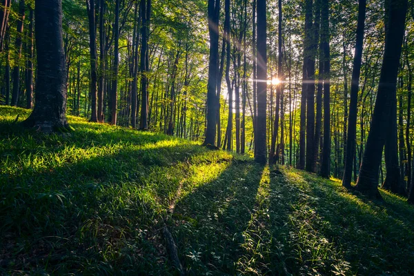 Reserva Forestal Protegida Con Viejos Bosques Haya — Foto de Stock