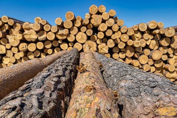 Ağaç Kesme Endüstrisinde Ağaç Gövdeleri Cephe Odaklı Perspektif Olarak — Stok fotoğraf
