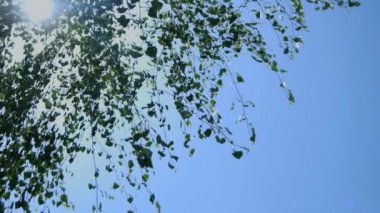 rüzgarda sallanan huş ağacı yaprakları