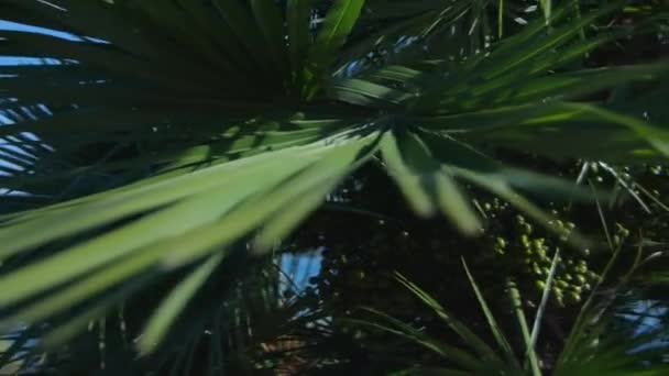 Palmiye yaprağı. Ağır çekim — Stok video