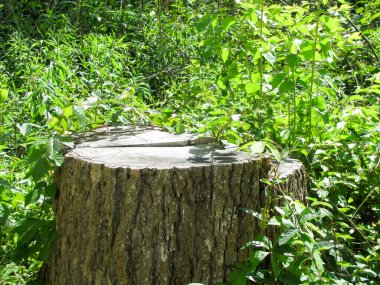 Johnson City, Tennessee - ABD - 04-29-2012 - Ağaç kütüğü