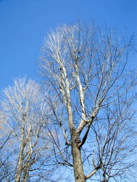 Johnson City, Tennessee - United States - 03-11-2012 - Trees of Winter