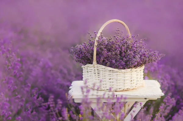 Korb Mit Lavendel Auf Dem Feld — Stockfoto
