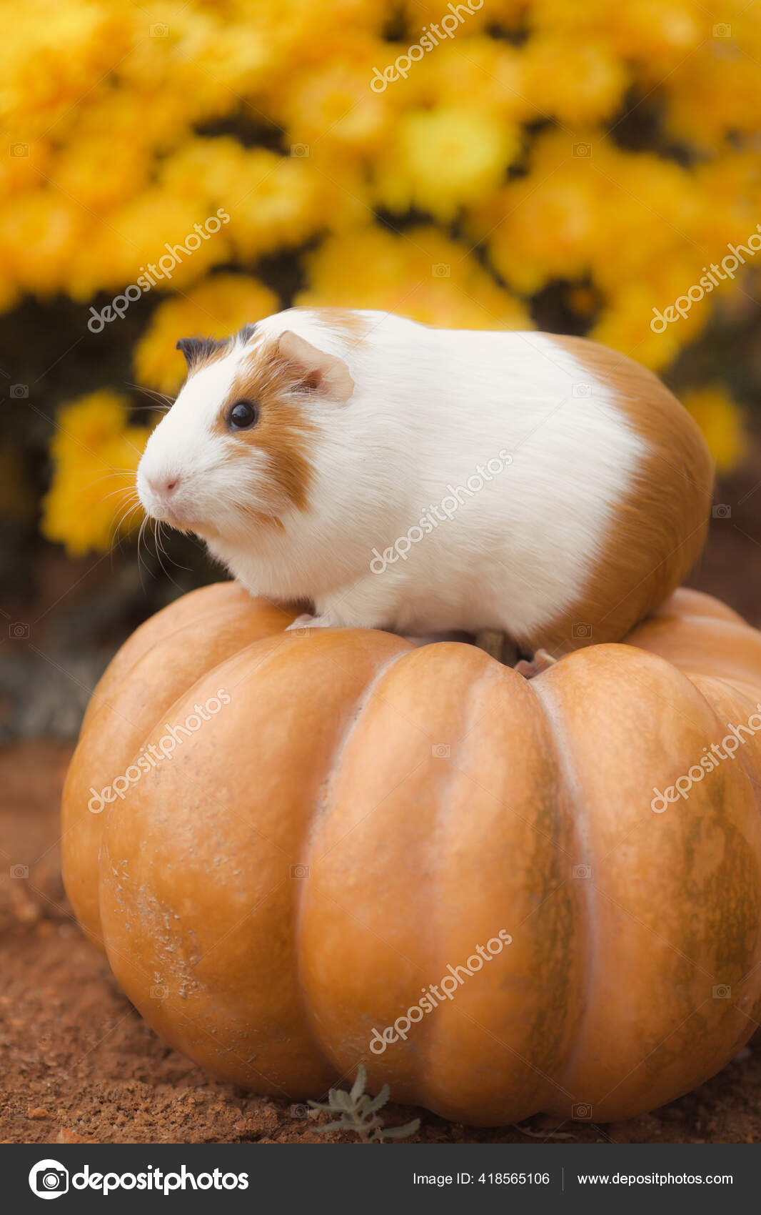 guinea pig pumpkin