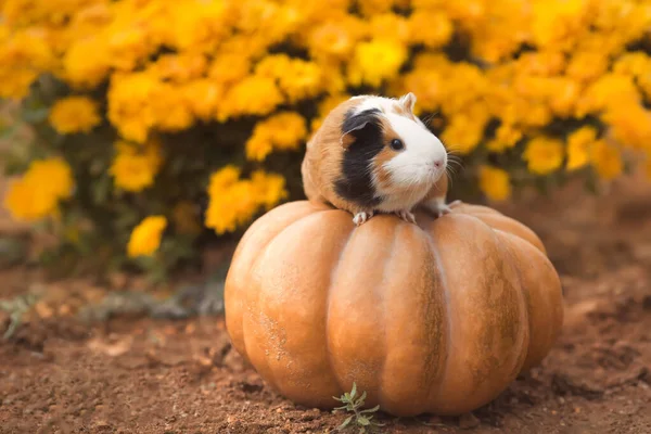 Funny guinea pig sitting on pumpkin with background of yellow flowers outdoors