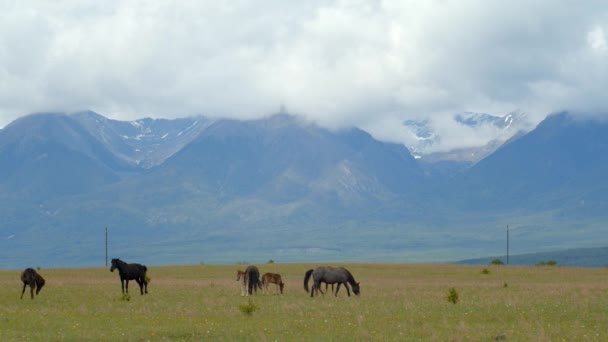 Horses Meadow Front Mountains — Stock Video