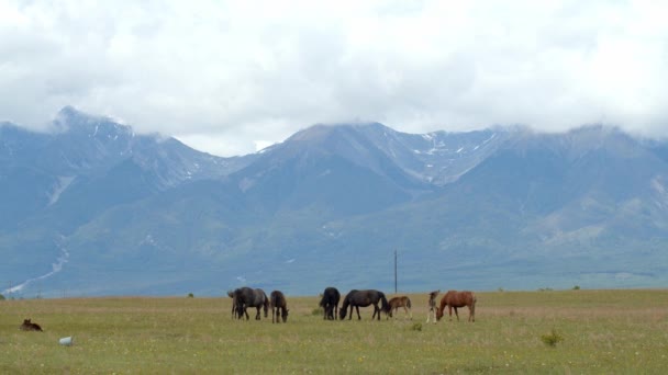 在山前的草地上的马 — 图库视频影像