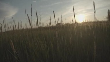 Titreyen bir tarlada yüksek otlar