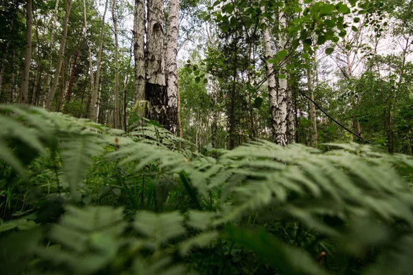 Листя Папороті Лісі Ліцензійні Стокові Фото