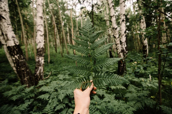 Рука Тримає Лист Папороті Сибірському Лісі Стокове Фото