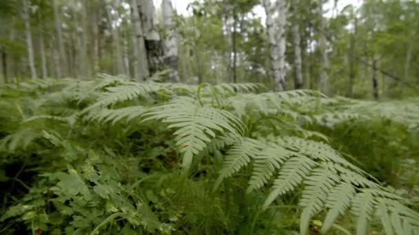 feuilles de fougère tremblantes dans la forêt