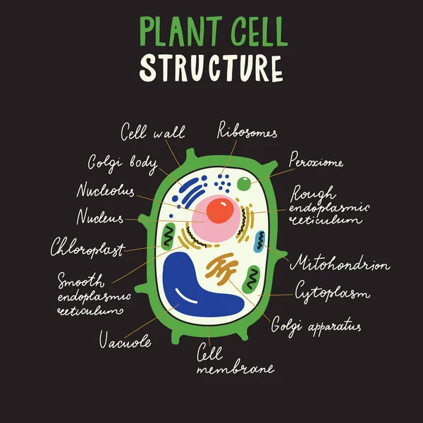 Estructura de células vegetales. Cartel infográfico dibujado a mano. Vector . — Archivo Imágenes Vectoriales