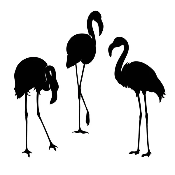 Фламинго Изолирован Экзотическая Птица Силуэт Три Фламинго Декоративный Плоский Элемент — стоковый вектор