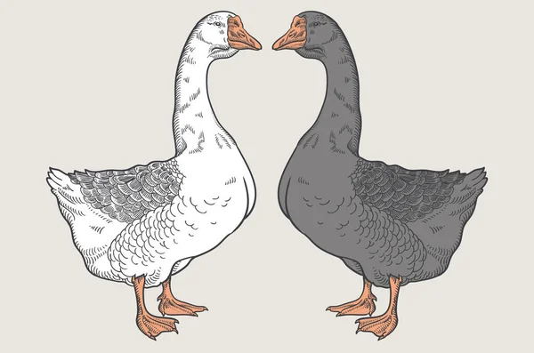 Witte Gans Grey Goose Goose Hand Getrokken Pluimvee Vector Illustratie — Stockvector