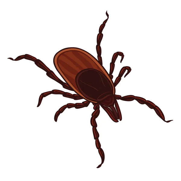 Tick Isolated White Background Tick Parasite Sketch Tick Vector Illustration — Stock Vector