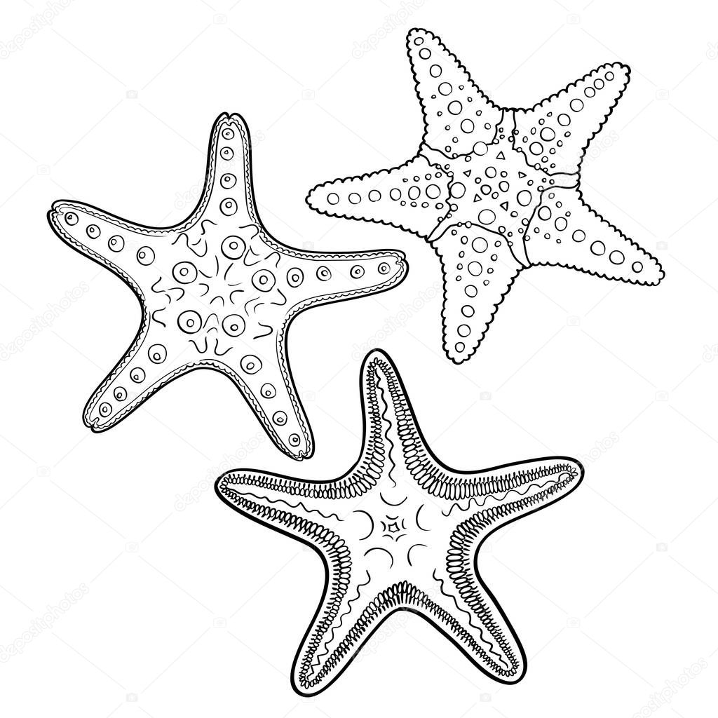 Hand drawn starfish  in black outline on off-white background
