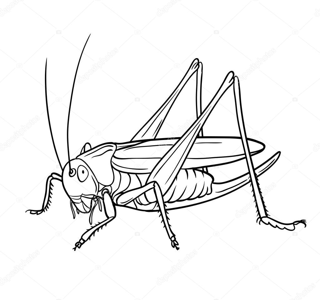 Grasshopper.  Hand drawn style vector design for illustration
