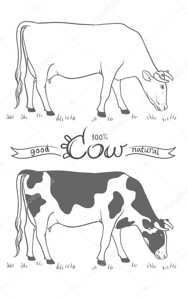 Cow. Cow eating grass. Cow isolated, set of vector elements
